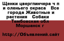 Щенки цвергпинчера ч/п и оленьего окраса - Все города Животные и растения » Собаки   . Тамбовская обл.,Моршанск г.